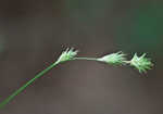 Tissue sedge